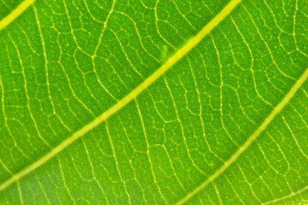 Textura de la hoja, macro