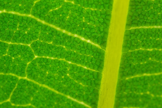 Textura de la hoja, macro