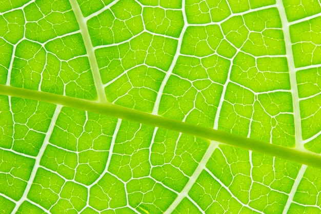 Textura de la hoja, macro