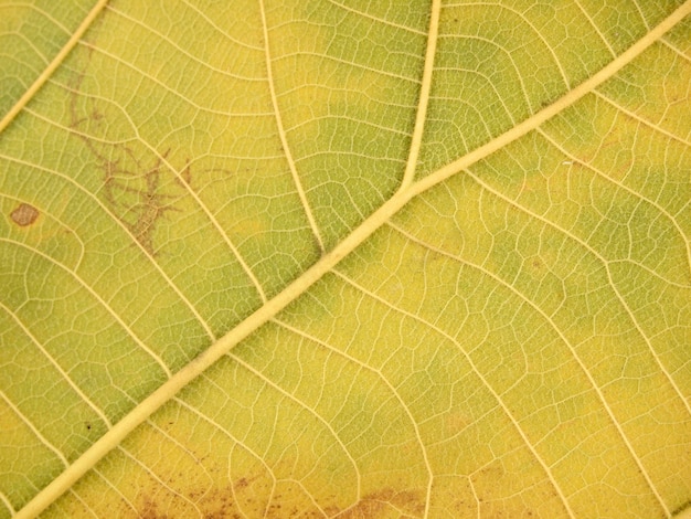 textura de la hoja marrón seco