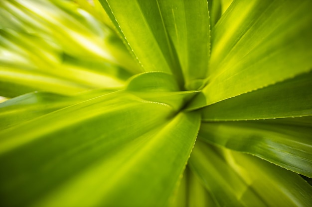 Textura de hoja de palma abstracta, primer plano de hoja verde tropical natural, fondo de naturaleza verde brillante