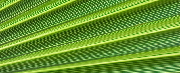 Textura de hoja de palma para el fondo Vacaciones de verano y concepto de naturaleza tropical