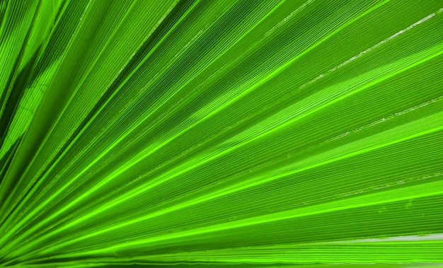 Foto textura de hoja de palma para el fondo