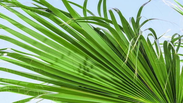 Textura de hoja de palma para el fondo