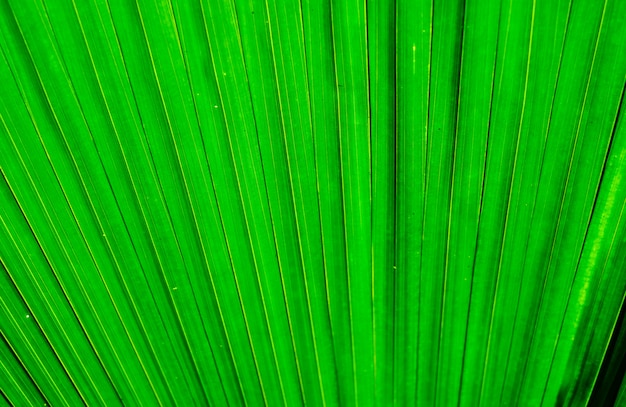 Foto la textura de la hoja de palma. la textura de la hoja de un árbol tropical.