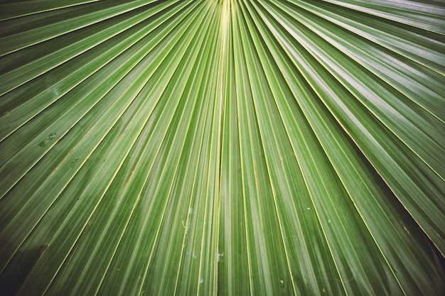 Textura de una hoja de palma verde