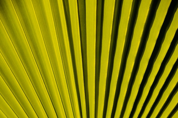Textura de hoja de palma verde