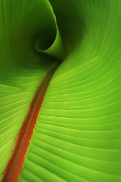 La textura de una hoja de palmera de plátano tropical con un brillo soleado