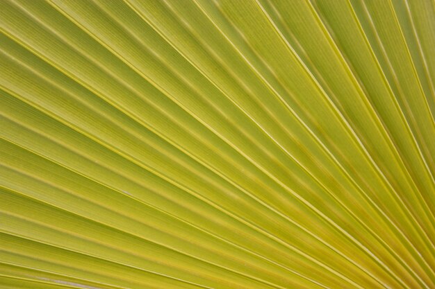 Textura de hoja de palmera