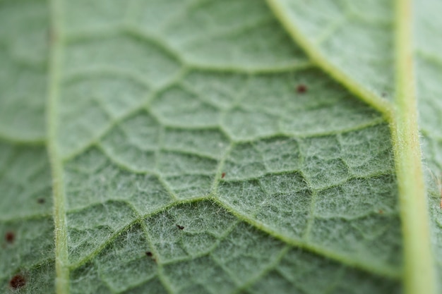 Foto textura de hoja de planta verde resumen