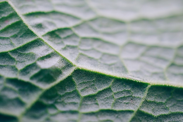 textura de hoja de planta verde Resumen