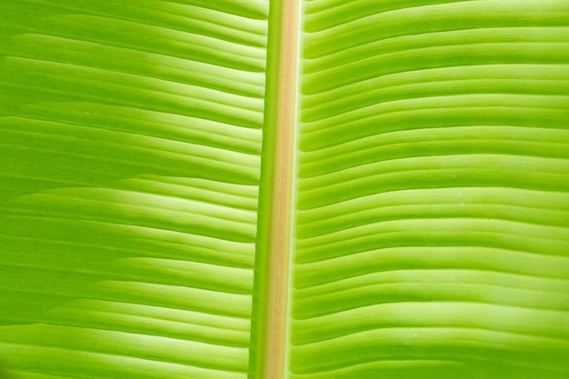 textura de hoja de plátano macro,fondo de hoja de plátano,resumen de fondo de hoja de plátano verde