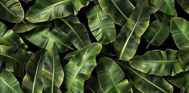 Textura de la hoja de plátano tropical en el jardín Abstracto hoja verde gran follaje de palma naturaleza papel tapiz verde oscuro Ilustración generada por IA