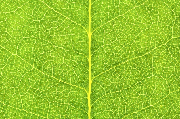 Textura de la hoja de primer plano en cuadro completo