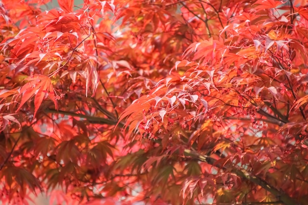 Textura de hoja roja colorida de otoño.