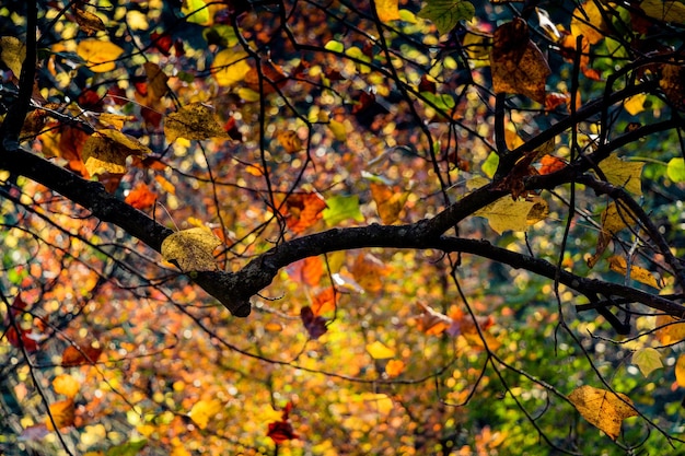 Foto textura de hoja seca de árbol de otoño y textura de fondo