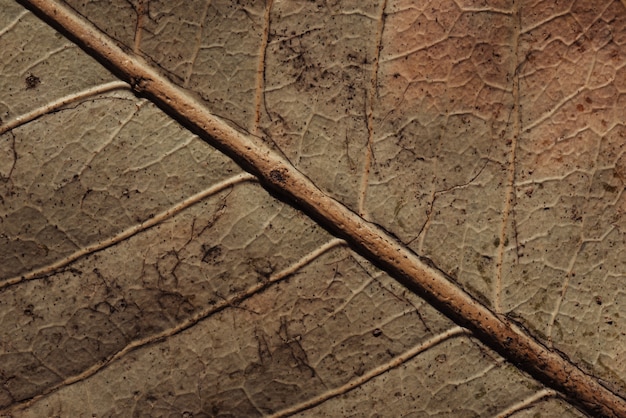 Textura de hoja seca.