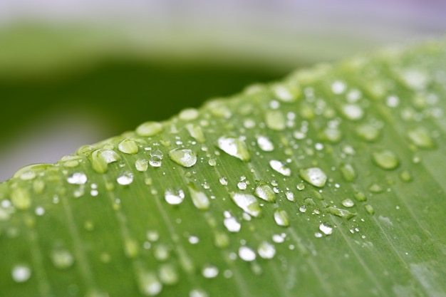 Textura de hoja tropical con fondo de rocío