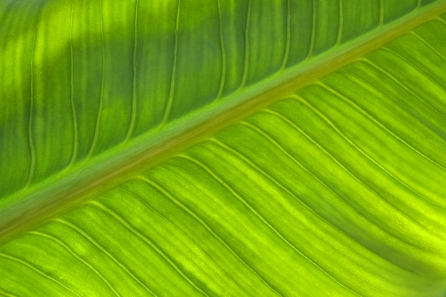 Textura de hoja verde abstracta