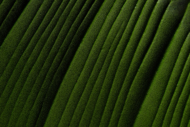 textura de hoja verde abstracta