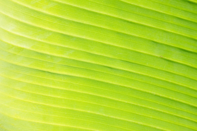 Textura de hoja verde brillante con fondo macro vena