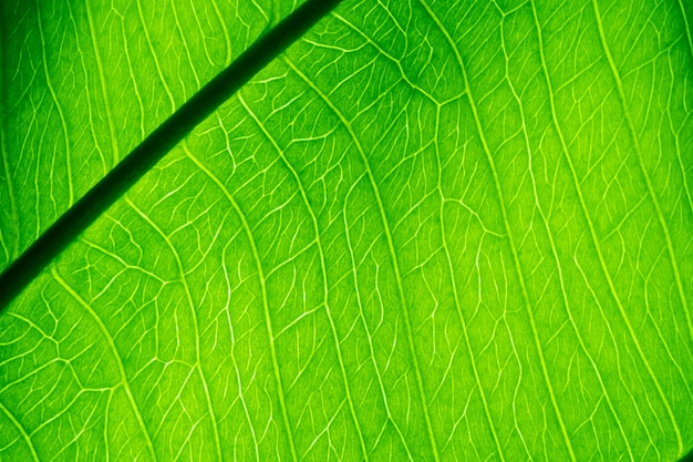 Textura de hoja verde de cerca