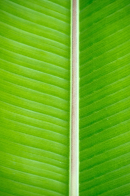 Textura de hoja verde de cerca