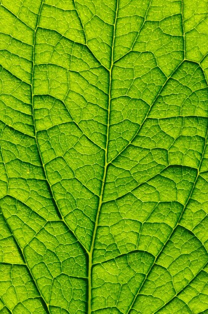 Textura de una hoja verde como fondo