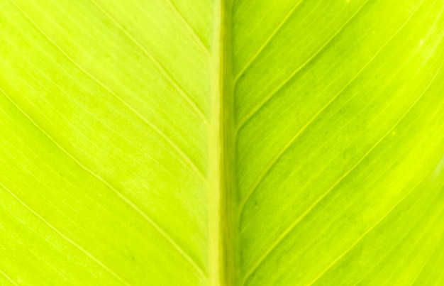 Textura de una hoja verde como fondo