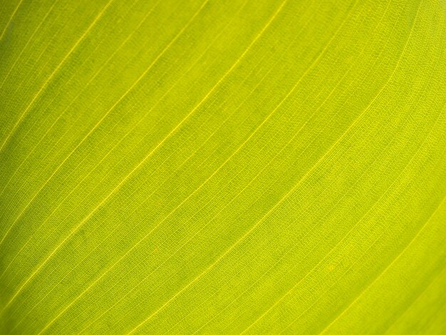 Textura de una hoja verde como fondo