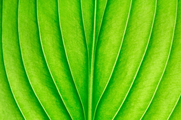 Textura de una hoja verde como fondo