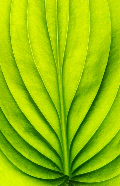 Textura de una hoja verde como fondo