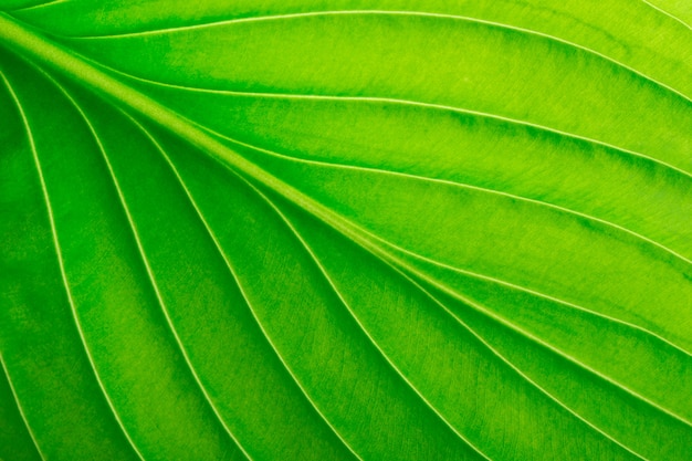 Textura de una hoja verde como textura de la hoja de fondo