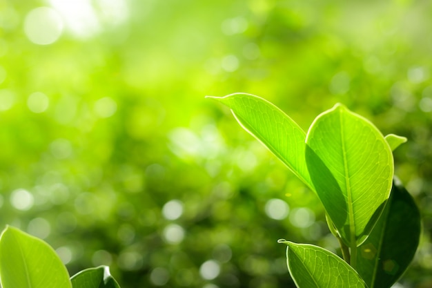 Textura de hoja verde, concepto de naturaleza.