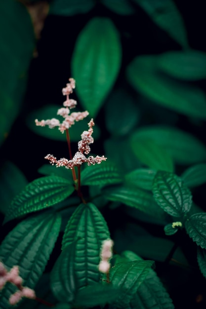 Foto textura de hoja verde con flor blanca.