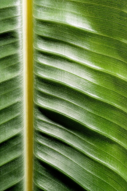 Textura de hoja verde con fondo natural de líneas