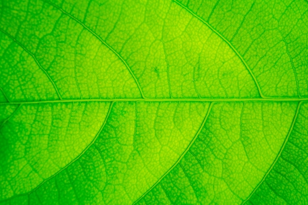 Textura de una hoja verde para el fondo