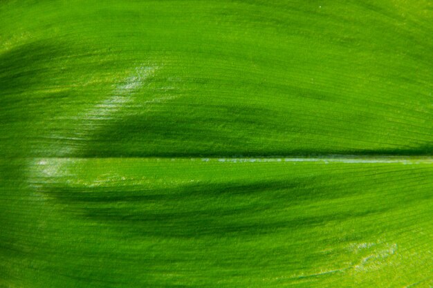 Textura de hoja verde para el fondo