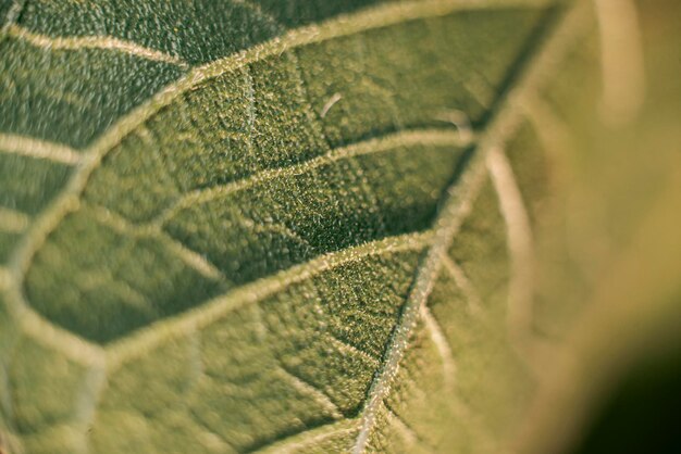 Textura de hoja verde girasol cerrar