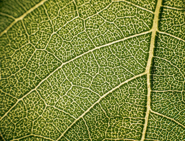 Textura de hoja verde girasol cerrar