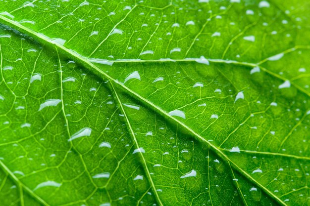 Textura de la hoja verde con gotas Macro