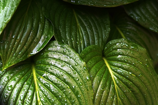 Textura de la hoja verde. hojas con gotas de agua