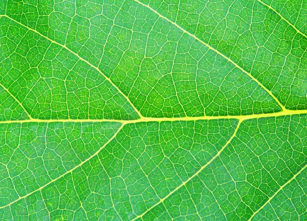 Textura de hoja verde natural.