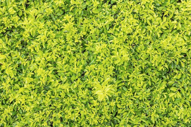 Textura de hoja verde natural