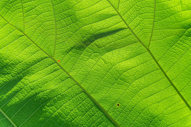 textura de hoja verde de la naturaleza