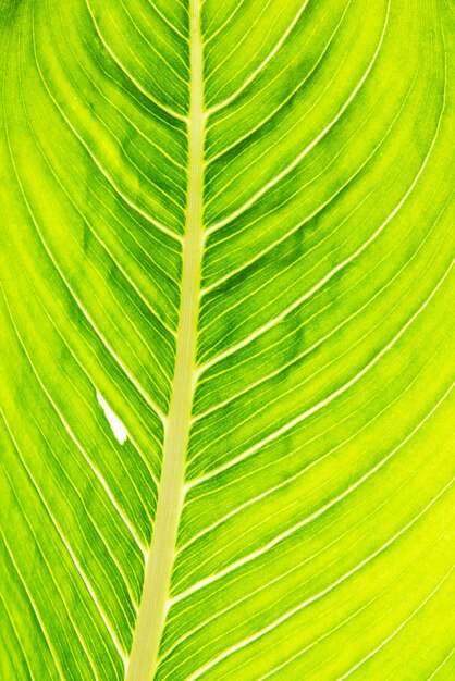 Textura de hoja verde. Papel pintado de la hoja y la luz del sol del esqueleto.