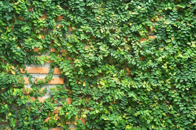 textura de hoja verde en la pared de ladrillo rojo. Coatbuttons, margarita mexicana.