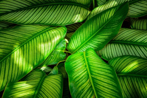 Foto textura de hoja verde, patrón de hojas en tono oscuro y claro