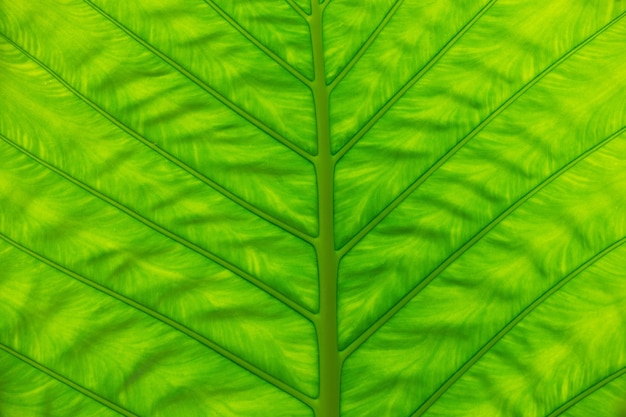 Textura de hoja verde de una planta de cerca