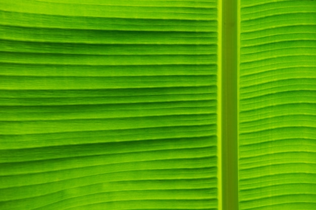 Textura de hoja verde de una planta de cerca